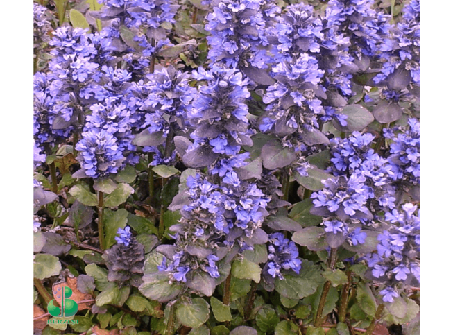 Ajuga reptans   'Atropurpurea'